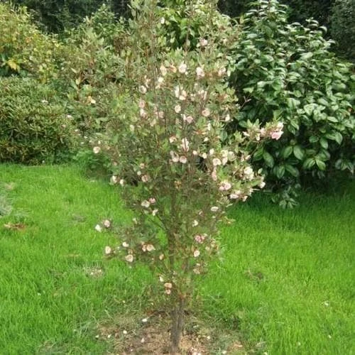 Eucryphia lucida Ballerina