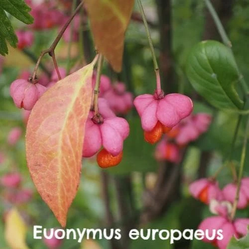 Native Wildlife Fruiting Hedge Mix