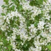 Exochorda Racemosa Blushing Pearl