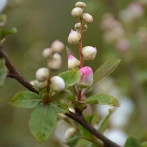 Exochorda racemosa Blushing Pearl