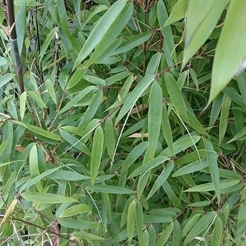 Fargesia murielae New Century