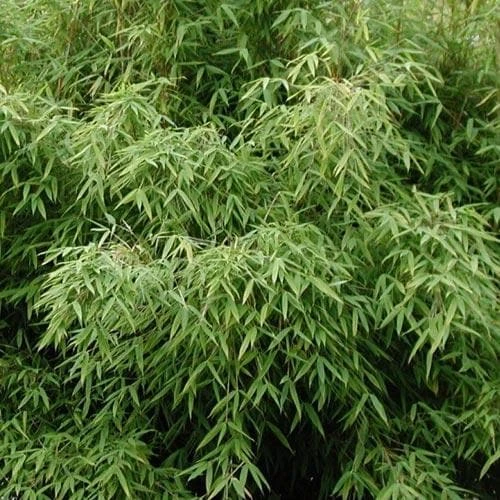 Fargesia murielae New Century