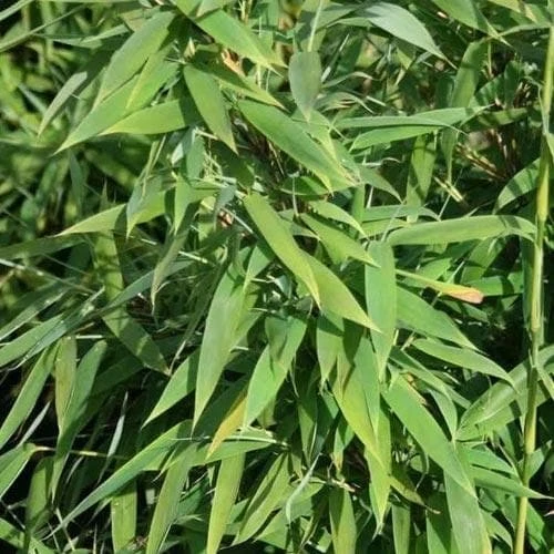 Fargesia murielae New Century