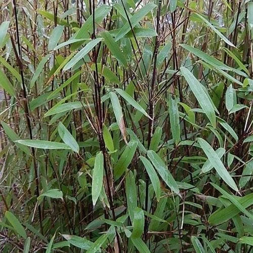 Fargesia nitida Blackpearl