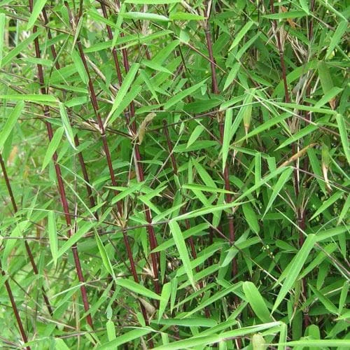 Fargesia nitida Jiuzhaigou