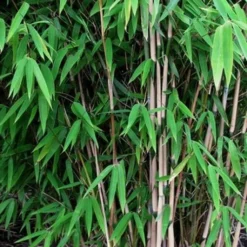 Fargesia Nitida Nymphenburg