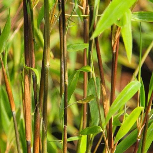 Fargesia nitida Volcano