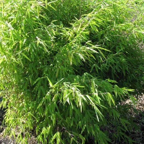 Fargesia nitida Volcano