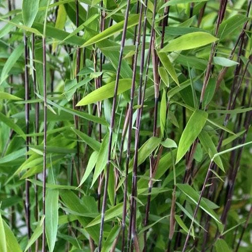 Fargesia nitida Volcano