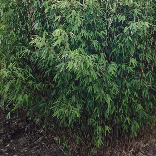 Fargesia nitida Volcano