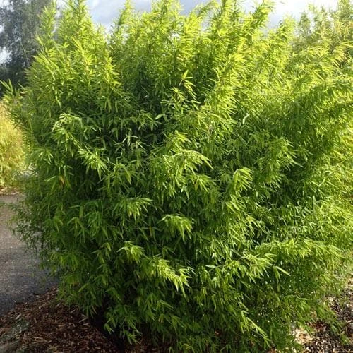 Fargesia nitida Volcano