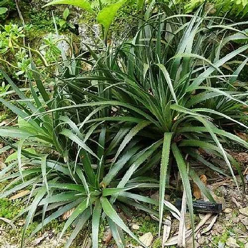Fascicularia bicolor