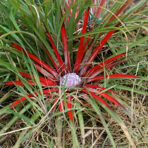 Fascicularia bicolor