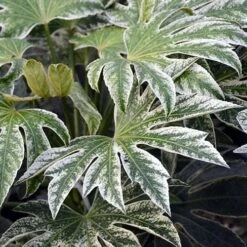 Fatsia Japonica Spider's Web
