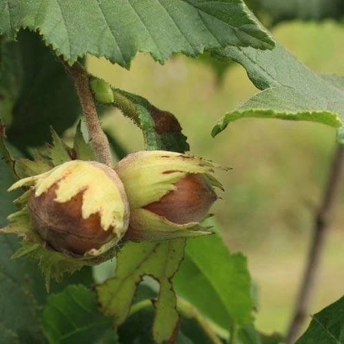 Filbert - Corylus avellana Hall’s Giant