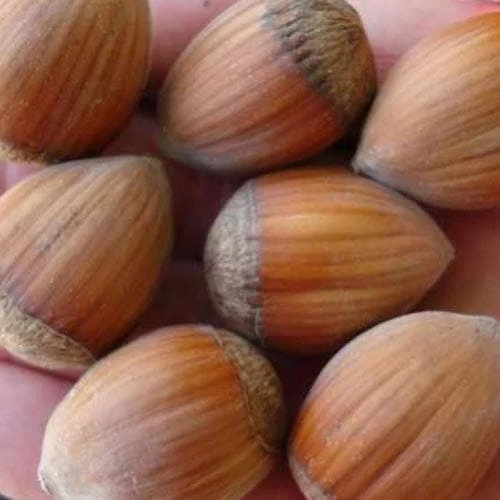 Filbert - Corylus avellana Hall’s Giant