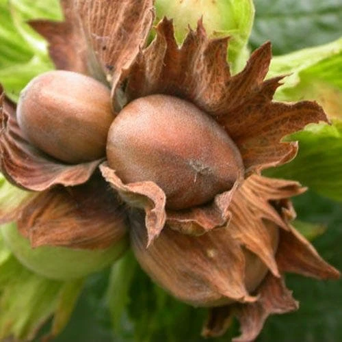 Filbert - Corylus avellana Hall’s Giant