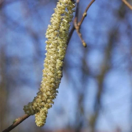 Filbert - Corylus avellana Hall’s Giant