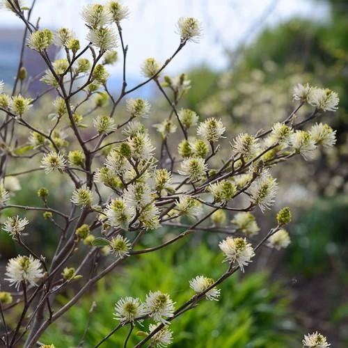 Fothergilla x intermedia Blue Shadow