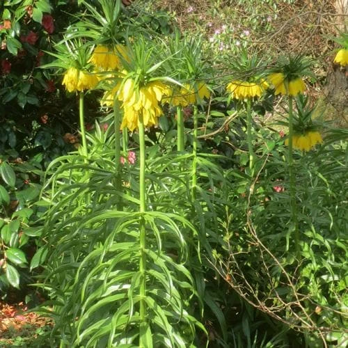 Fritillaria imperialis Maxima Lutea
