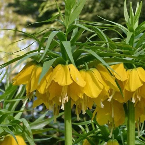 Fritillaria imperialis Maxima Lutea