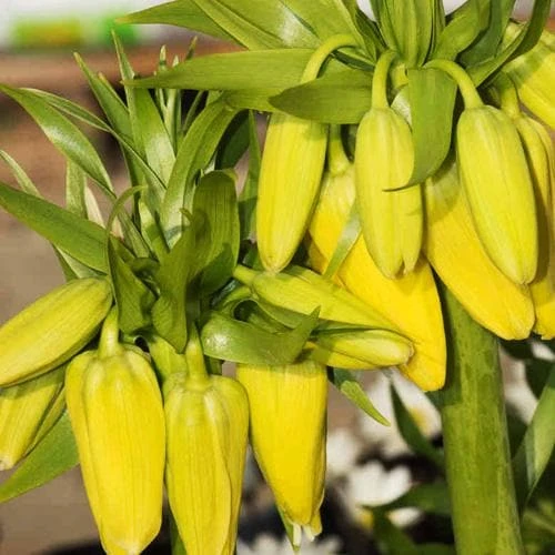 Fritillaria imperialis Maxima Lutea