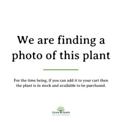 Ilex X Nellie R Stevens