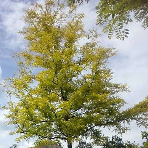 Gleditsia tri Sunburst