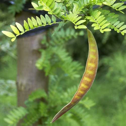 Gleditsia tri Sunburst