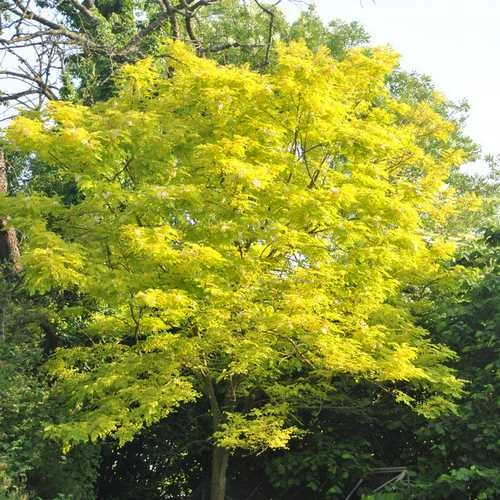 Gleditsia tri Sunburst