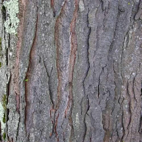 Gleditsia tri Sunburst