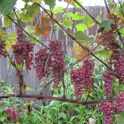 Grape Vanessa - Indoor or Outdoor Almost Seedless