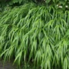Hakonechloa Macra