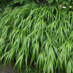 Hakonechloa Macra