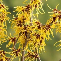 Hamamelis X Intermedia Arnold Promise