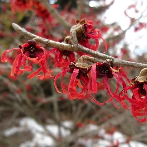 Hamamelis x intermedia Diane