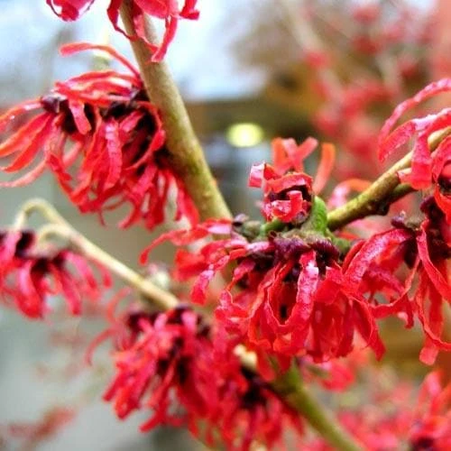 Hamamelis x intermedia Diane