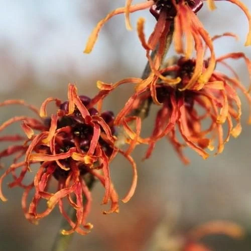 Hamamelis x intermedia Ruby Glow