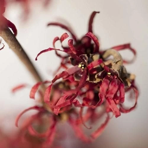 Hamamelis x intermedia Ruby Glow