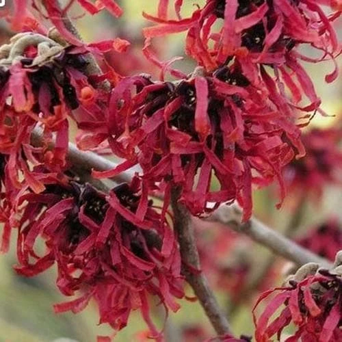 Hamamelis x intermedia Ruby Glow
