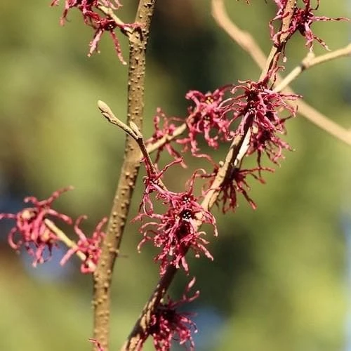 Hamamelis x intermedia Birgit