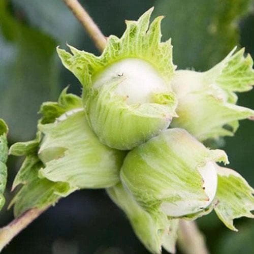 Cobnut - Corylus avellana Cosford Cob