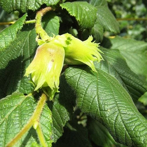 Cobnut - Corylus avellana Cosford Cob