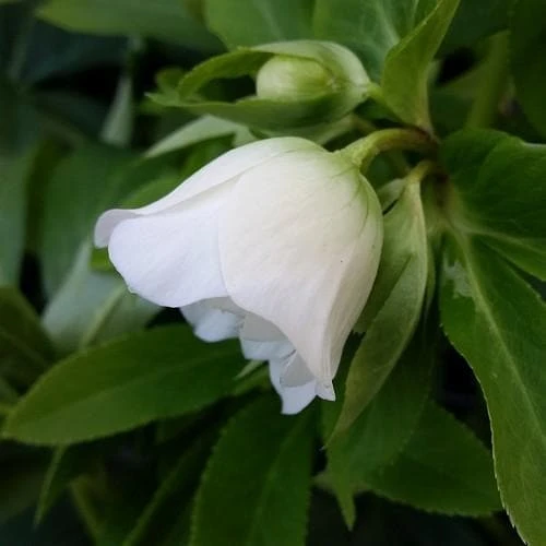 Helleborus x hybridus Double Anna White