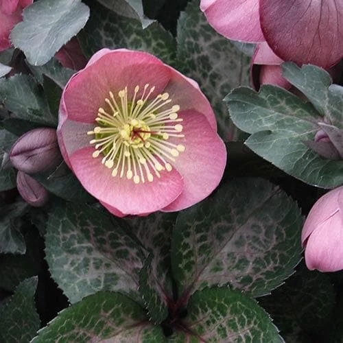 Helleborus x hybridus Pretty Anna Pink