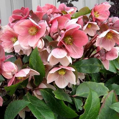 Helleborus x hybridus Pretty Anna Pink