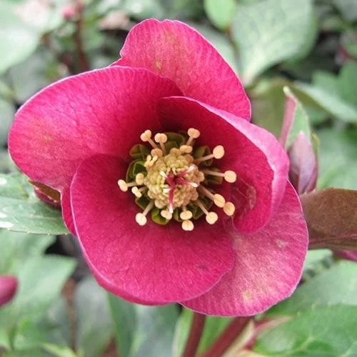 Helleborus x hybridus Pretty Anna Pink