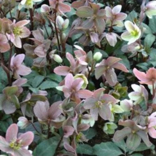 Helleborus × ericsmithii Winter Sunshine