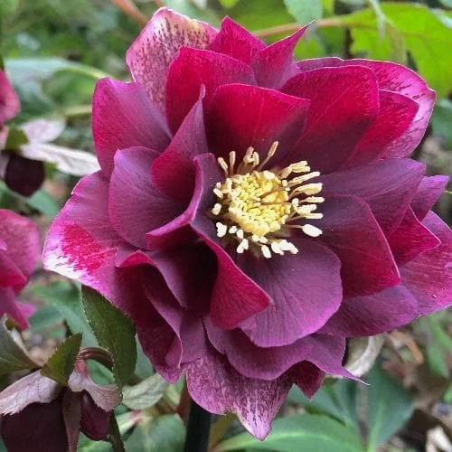 Helleborus x hybridus Double Anna Red