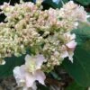 Hydrangea Involucrata Yokudanka